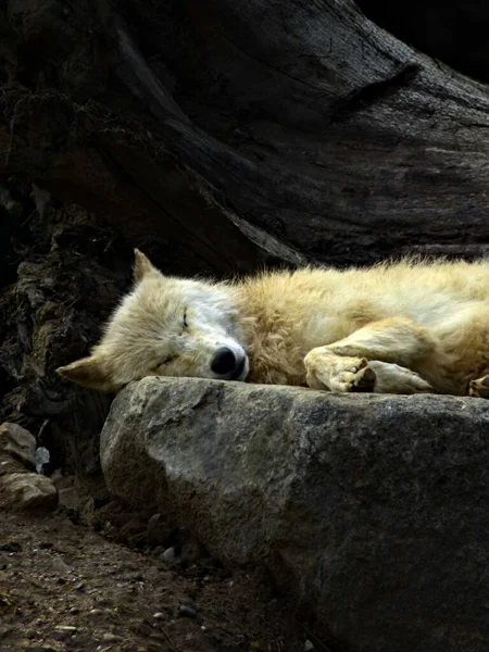 Zoológico Amneville Agosto 2022 Magnífico Lobo Ártico —  Fotos de Stock
