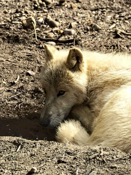 アンビル動物園 2022年8月 壮大な北極オオカミ — ストック写真