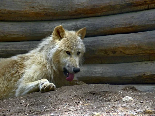 Zoo Amneville Août 2022 Magnifique Loup Arctique — Photo