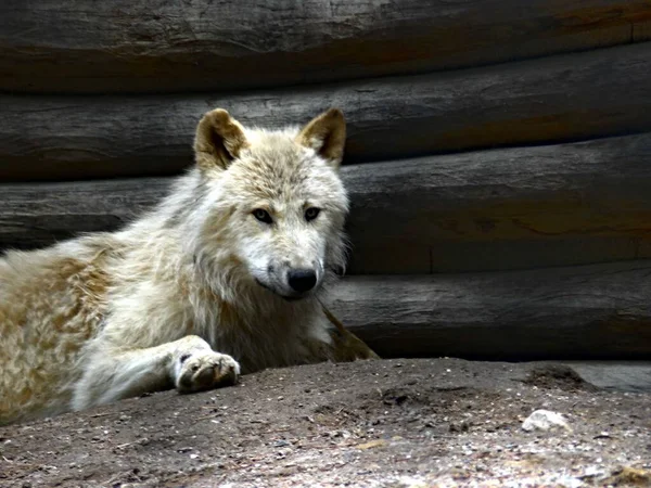 Amneville动物园 2022年8月 伟大的北极狼 — 图库照片