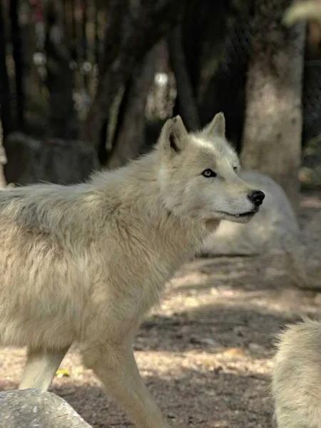 Amneville Zoo Augustus 2022 Prachtige Arctische Wolf — Stockfoto