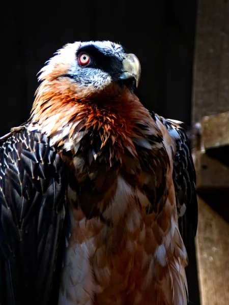 動物園ダンビル 2022年8月 飛行中の壮大な鳥のショー — ストック写真