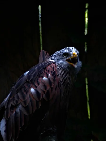 Zoo Amneville August 2022 Magnificent Bird Show Flight — 图库照片