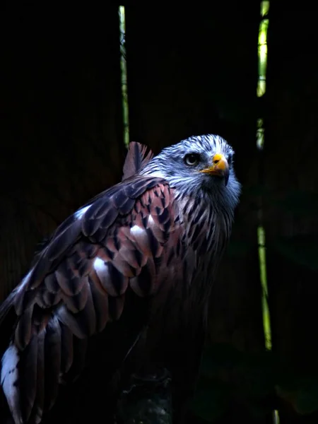 Zoo Damneville August 2022 Magnificent Bird Show Flight — 스톡 사진