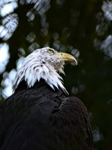 動物園ダンビル 2022年8月 飛行中の壮大な鳥のショー — ストック写真