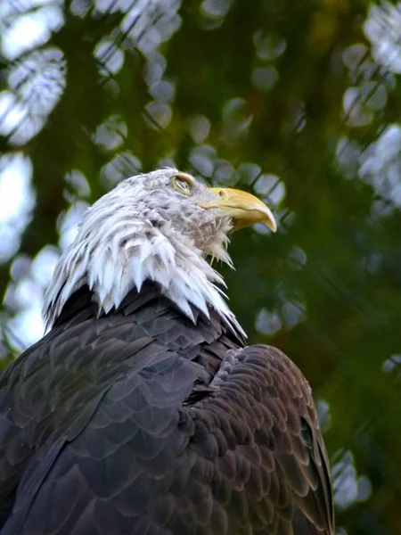 Zoo Amneville August 2022 Prächtige Vogelschau Flug — Stockfoto