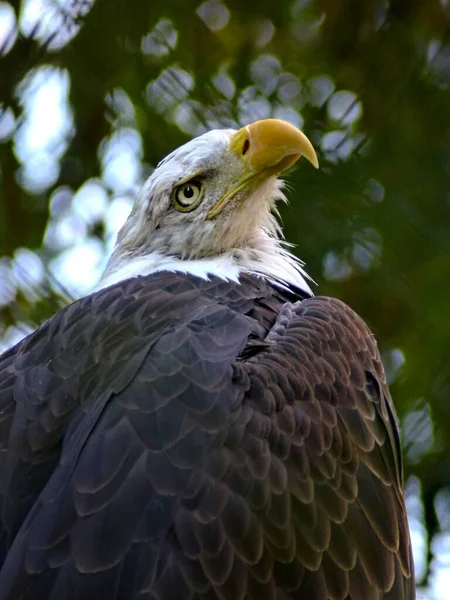 Zoo Amneville Αύγουστος 2022 Υπέροχη Επίδειξη Πουλιών Στην Πτήση — Φωτογραφία Αρχείου