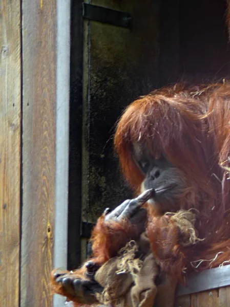 Zoológico Amneville Agosto 2022 Belo Orangutan — Fotografia de Stock