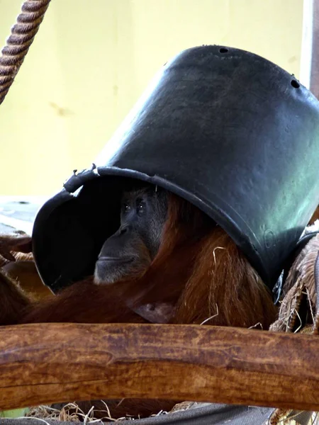 Zoológico Amneville Agosto 2022 Hermoso Orangután —  Fotos de Stock