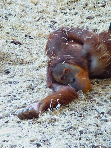 Kebun Binatang Amneville Agustus 2022 Orangutan Cantik — Stok Foto