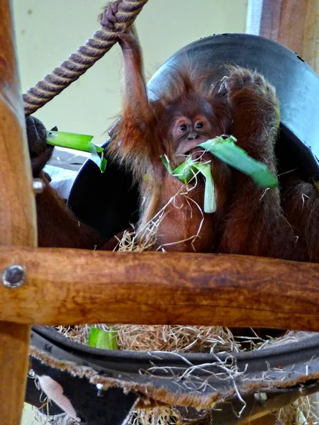 Zoológico Amneville Agosto 2022 Belo Orangutan — Fotografia de Stock