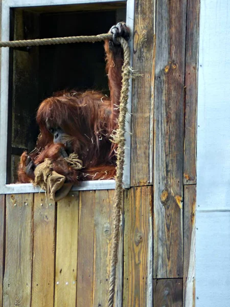 Amneville Zoo August 2022 Beautiful Orangutan — Stock Photo, Image