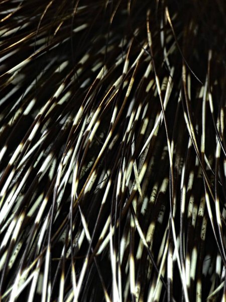 Амневилльский зоопарк, август 2022 года