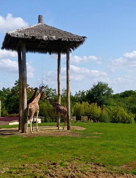 Ζωολογικός Κήπος Amneville Αύγουστος 2022 — Φωτογραφία Αρχείου