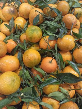 Çeşitli mandalinaların desenli arka planı