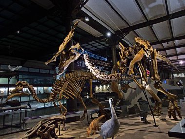 Brüksel, Aralık 2021: Doğa Bilimleri Müzesi ve muhteşem dinozor iskelet koleksiyonu