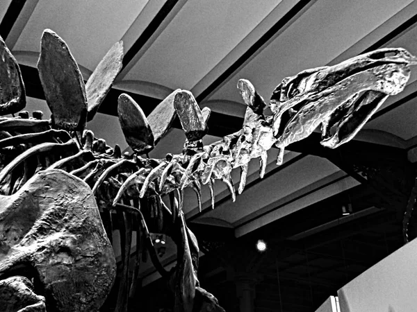 Bruksela Grudzień 2021 Muzeum Nauk Przyrodniczych Wspaniała Kolekcja Szkieletów Dinozaurów — Zdjęcie stockowe