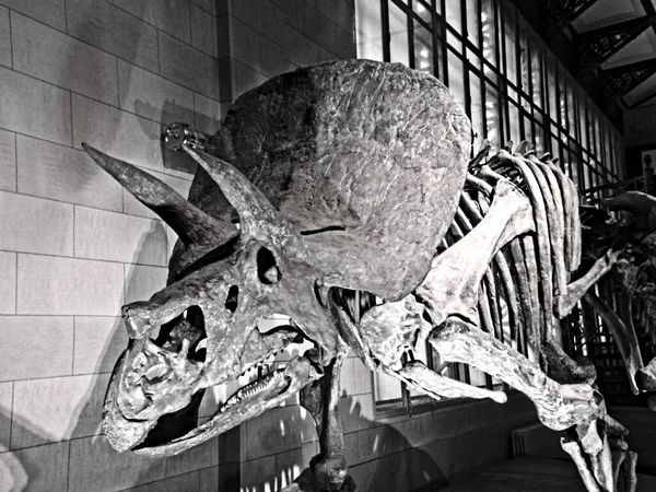 Bruxelas Dezembro 2021 Museu Ciências Naturais Magnífica Coleção Esqueletos Dinossauros — Fotografia de Stock