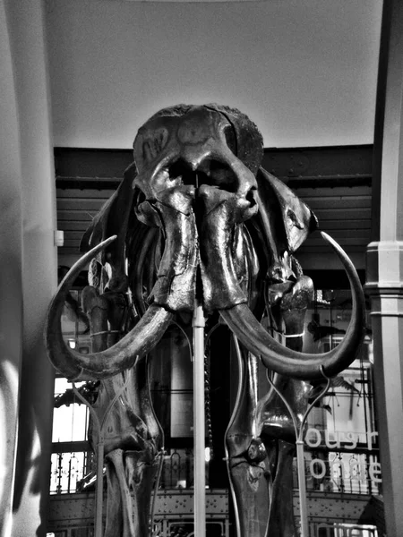 Brusel Prosinec 2021 Muzeum Přírodních Věd Nádherná Sbírka Dinosauřích Kostlivců — Stock fotografie