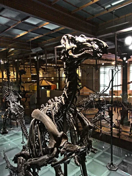 Брюссель Декабрь 2021 Музей Естествознания Великолепная Коллекция Скелетов Динозавров — стоковое фото
