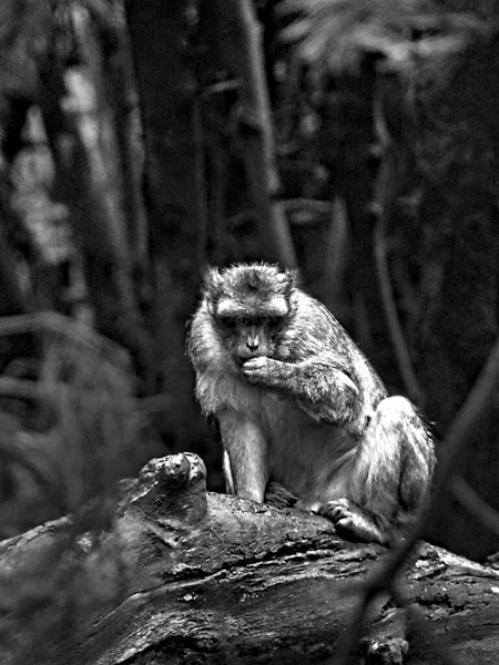 Montanha Macaco Kintzheim Agosto 2021 Mais 200 Macacos Bárbaros Estão — Fotografia de Stock