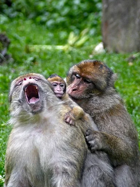 Monkey Mountain Kintzheim August 2021 More 200 Barbary Macaques Free — Stock Photo, Image