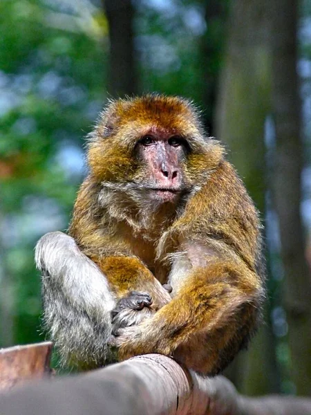 Opičí Hora Kintzheim Srpen 2021 Parku Dětmi Mladšími Měsíců Zdarma — Stock fotografie