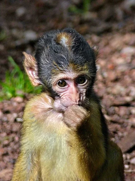 Monkey Mountain Kintzheim Août 2021 200 Macaques Barbares Sont Gratuits — Photo