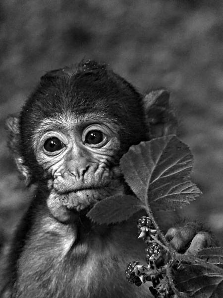 Monkey Mountain Kintzheim Agosto 2021 Más 200 Macacos Berberiscos Gratis — Foto de Stock