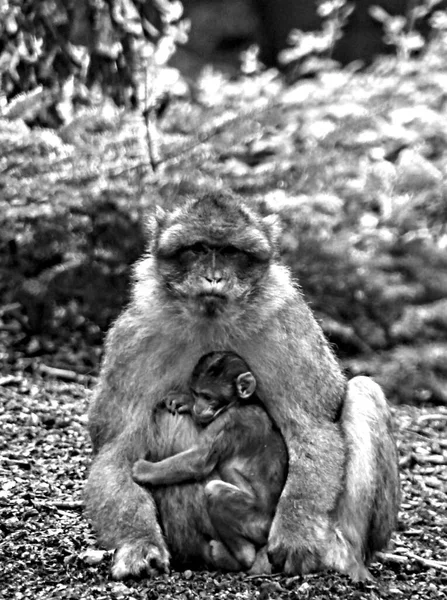 Montanha Macaco Kintzheim Agosto 2021 Mais 200 Macacos Bárbaros Estão — Fotografia de Stock
