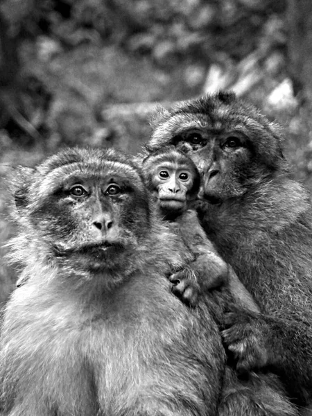 Monkey Mountain Kintzheim Agosto 2021 Más 200 Macacos Berberiscos Gratis — Foto de Stock