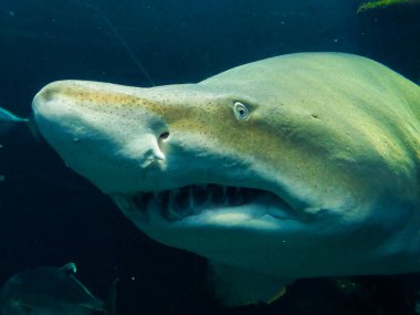 Boulogne sur Mer, Mart 2019: Avrupa 'nın en büyük akvaryumunun ziyareti - Nausicaa Centre National de la Mer