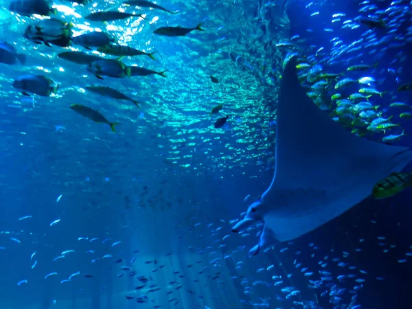 Boulogne Sur Mer Maart 2019 Bezoek Aan Het Grootste Aquarium — Stockfoto