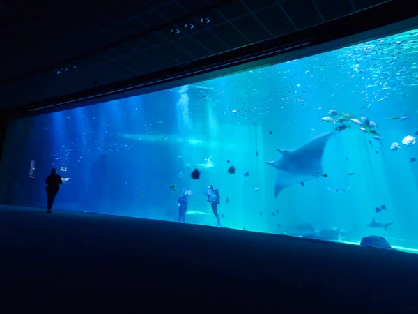 Boulogne Sur Mer Maart 2019 Bezoek Aan Het Grootste Aquarium — Stockfoto