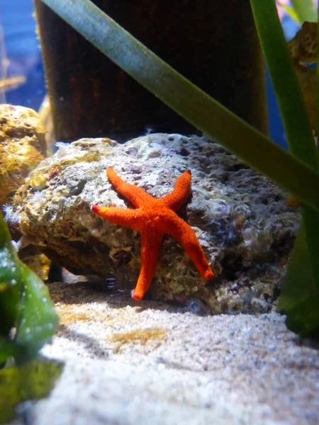 stock image Boulogne sur Mer, March 2019: Visit of the largest aquarium in Europe - Nausicaa Centre National de la Mer