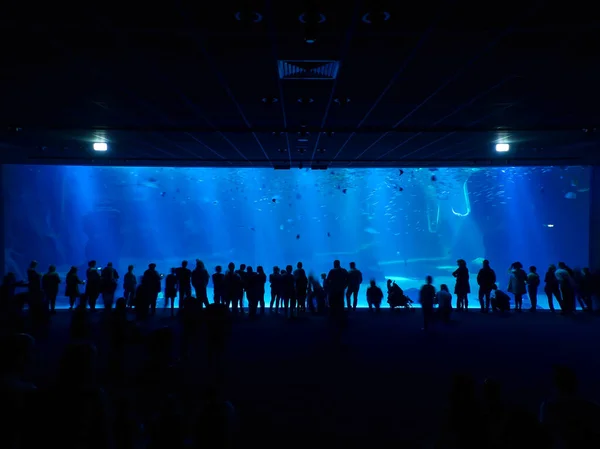 Boulogne Sur Mer Marzec 2019 Wizyta Największego Akwarium Europie Nausicaa — Zdjęcie stockowe