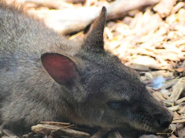 Lille Hayvanat Bahçesi, Mayıs 2021 - Bir hayvanın görüntüsü