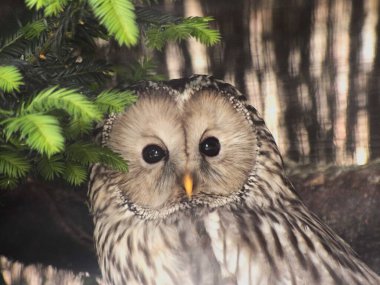 Lille Hayvanat Bahçesi, Mayıs 2021 - Bir hayvanın görüntüsü