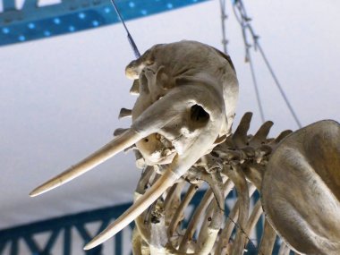 Lille Hayvanat Bahçesi, Mayıs 2021 - Bir hayvanın görüntüsü