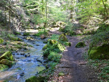 Mullerthal Trail, Mayıs 2019: Lüksemburg Ardennes bölgesinde bulunan Mullerthal Trail 'de (veya Küçük Lüksemburg İsviçre) büyük bir yürüyüş