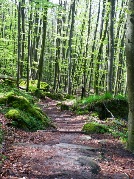 Mullerthal Trail May 2019 Big Hike Mullerthal Trail Little Luxembourg — стокове фото