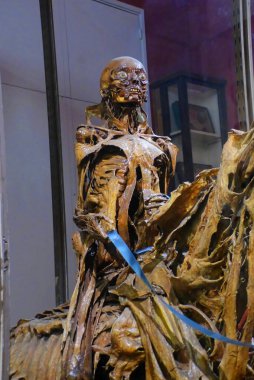 Paris, Kasım 2019: Veterinerlik Okulu Fragonard Müzesi 'ni ziyaret edin - Derisi yüzülmüş insan ve hayvan vücutlarının görüntüsü)