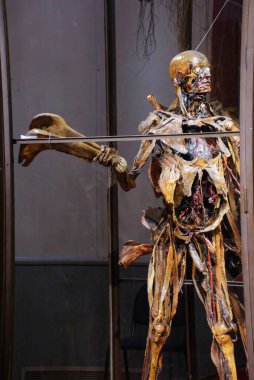 Paris, Kasım 2019: Veterinerlik Okulu Fragonard Müzesi 'ni ziyaret edin - Derisi yüzülmüş insan ve hayvan vücutlarının görüntüsü)