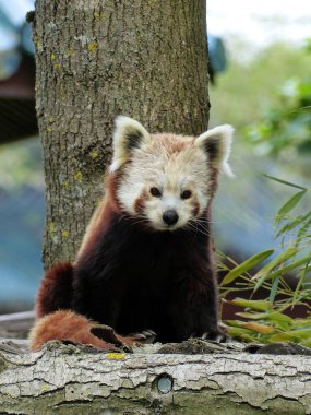 Beauval Zoo + Pairi Daiza Hayvanat Bahçesi: Çok sayıda hayvan