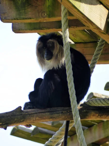Beauval Zoo Pairi Daiza Zoo Meerdere Dieren — Stockfoto