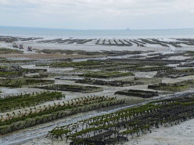 Cancale, Fransa - Ağustos 2018: Cancale limanından bir istiridye çiftliği (istiridye üretimi) manzarası. Mont Saint Michel 'in körfezdeki ek manzarasıyla