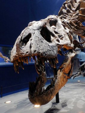 Paris 'teki Paleontoloji ve Karşılaştırmalı Anatomi Müzesini ziyaret edin