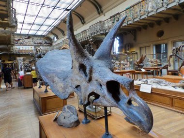 Paris 'teki Paleontoloji ve Karşılaştırmalı Anatomi Müzesini ziyaret edin