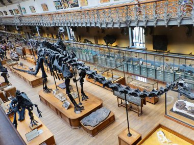 Paris 'teki Paleontoloji ve Karşılaştırmalı Anatomi Müzesini ziyaret edin