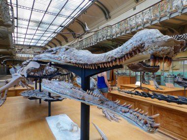 Paris 'teki Paleontoloji ve Karşılaştırmalı Anatomi Müzesini ziyaret edin